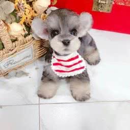 瑞琪宠物店:深圳市龙岗区布吉街/东站附近