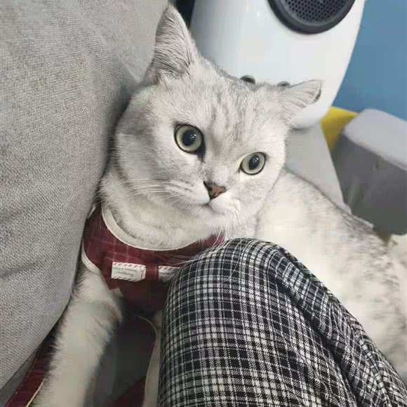 派特洛宠物店(荣超花园店):深圳市龙岗区布吉街/东站附近