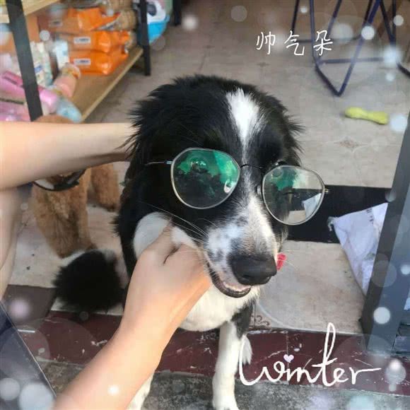 牛牛萌宠:深圳市龙岗区布吉街/东站附近