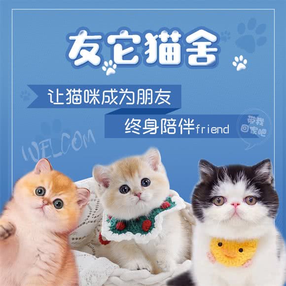 友它猫舍(大芬店):深圳市龙岗区布吉街/东站附近