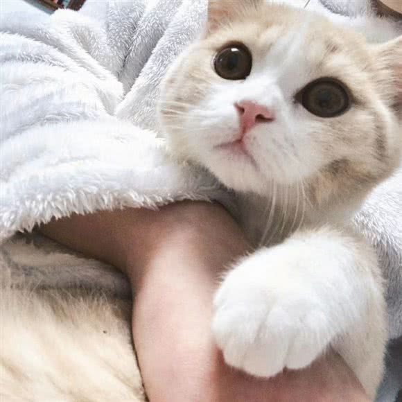 杰瑞的猫舍:深圳市龙岗区布吉街/东站附近