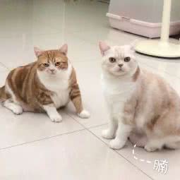 景福猫舍:深圳市龙岗区布吉街/东站附近
