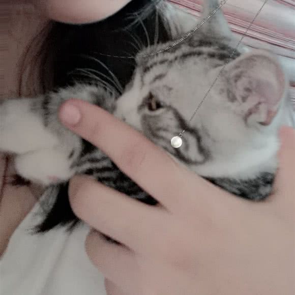 果果家猫舍:深圳市龙岗区布吉街/东站附近