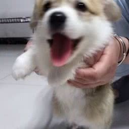 牧笛犬舍:天津城区武清区武清区附近