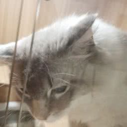 汪喵小筑宠物生活馆:深圳市龙岗区坪山附近