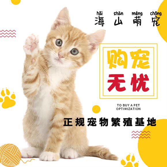 海山萌宠 猫狗售卖:深圳市龙岗区坪山附近