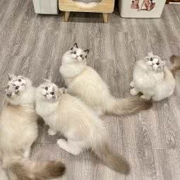 乐宠窝宠物美容旗舰店:深圳市龙岗区双龙/南联附近