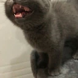 宠缘犬舍:深圳市龙岗区双龙/南联附近