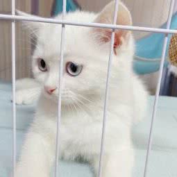 蜜糖猫工作室:深圳市龙岗区双龙/南联附近