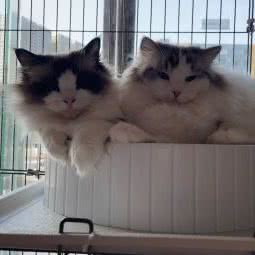 笨笨犽宠物:深圳市龙岗区罗岗/求水山附近