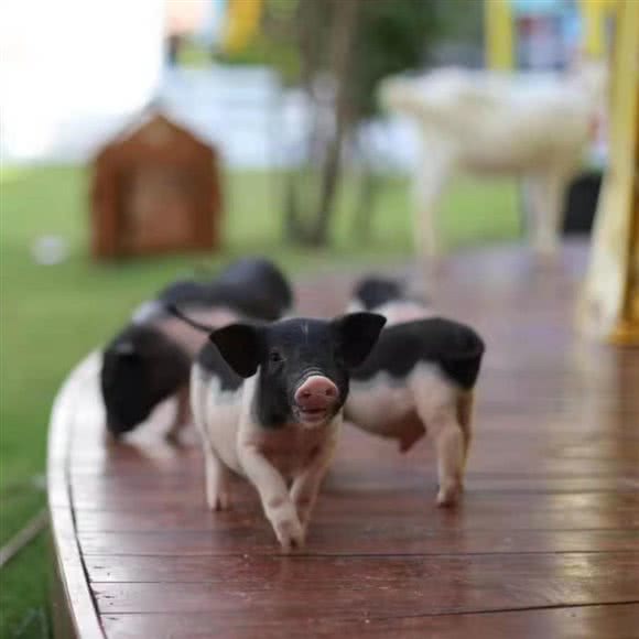 宠萌星·萌宠乐园:深圳市龙岗区罗岗/求水山附近