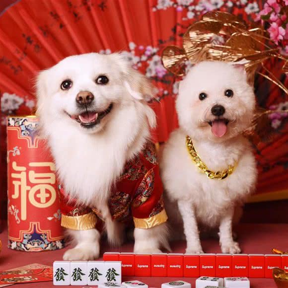 毛毛熊宠物馆:深圳市龙岗区横岗附近