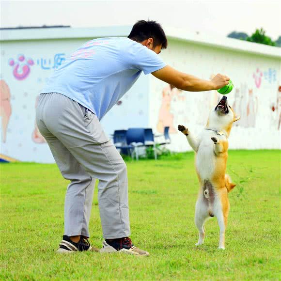 心愿宠影视小镇:深圳市龙岗区横岗附近