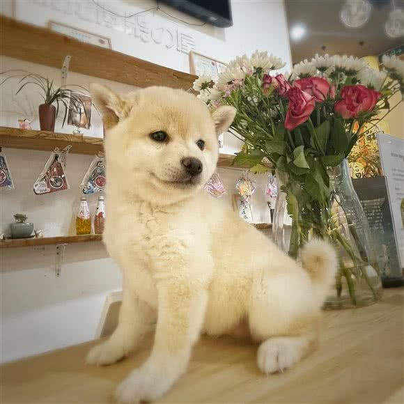 豪宠逗柴の屋:北京城区朝阳区双井附近