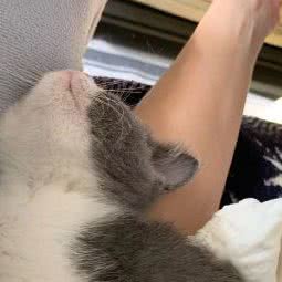 爱宠萌猫舍:深圳市龙岗区横岗附近