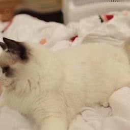 Danna Shing布偶猫舍:深圳市龙岗区横岗附近