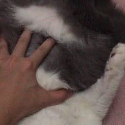 很宠物:深圳市龙岗区大运附近