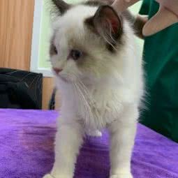 怡凡萌宠宠物生活馆:深圳市龙岗区大运附近