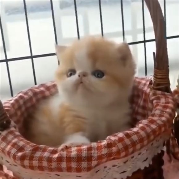 yijia?咿珈猫舍?寄养?撸猫:深圳市龙岗区大运附近