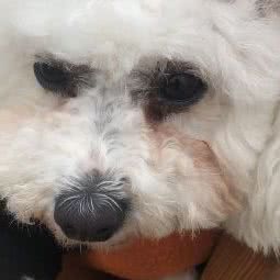 八月宠物生活馆:深圳市龙岗区平湖附近