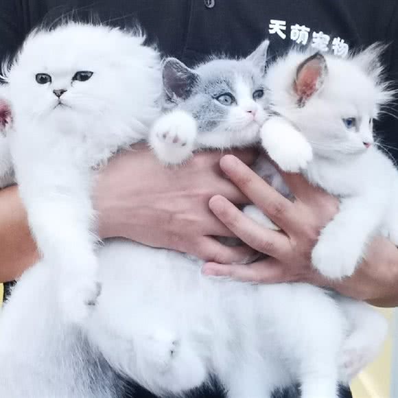 天萌宠物生活馆:深圳市龙岗区平湖附近