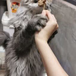 狗狗派宠物会所:深圳市龙岗区大芬/南岭附近