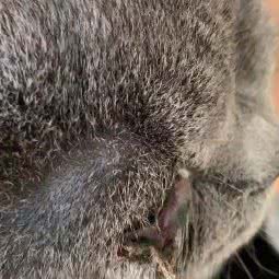 旺财萌宠屋:深圳市龙岗区大芬/南岭附近