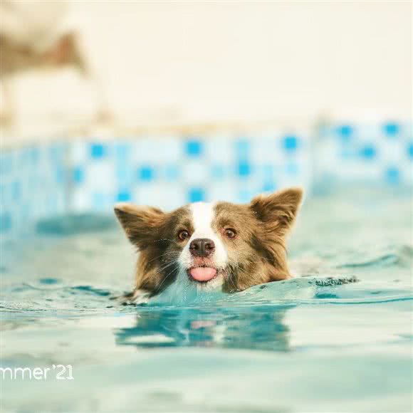 宠它?宠物乐园:深圳市龙岗区大芬/南岭附近