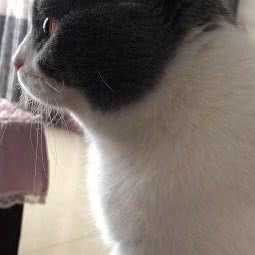 佰佳宠物诊所:天津城区武清区武清区附近