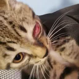 茜茜芬尼宠物医院:深圳市龙岗区大芬/南岭附近