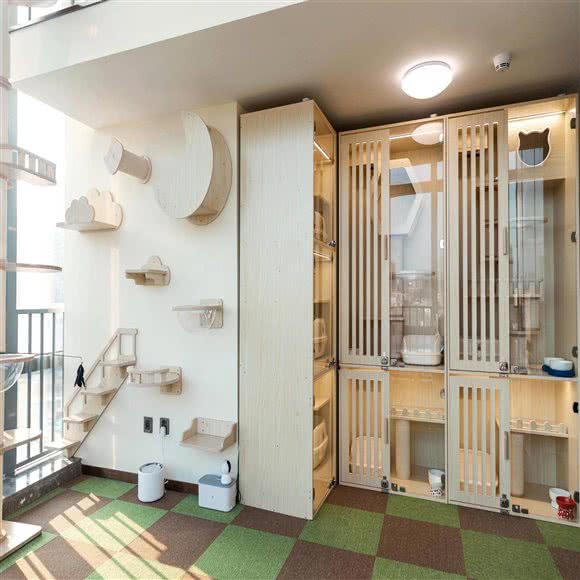 小猫咪的托儿所·猫咪寄养:深圳市龙岗区岗头/雪象附近