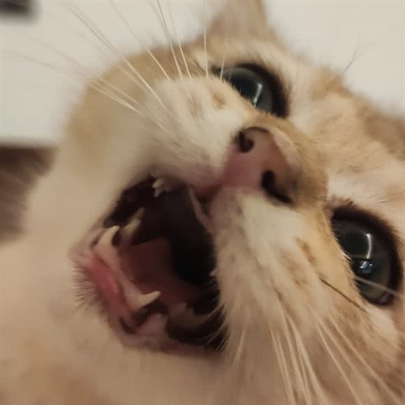 喵大王猫舍:深圳市龙岗区岗头/雪象附近