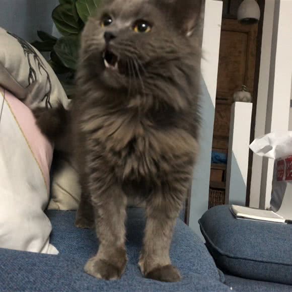 张医生宠物诊所:深圳市盐田区沙头角附近