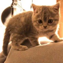 阳光艾恩狗狗诊所:深圳市盐田区大小梅沙附近