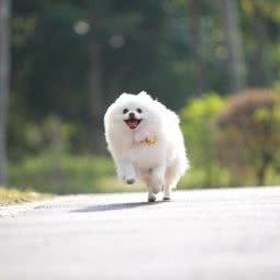 吾宠宠物生活馆:深圳市龙华区民治附近