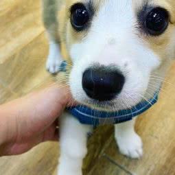 袖虎宠物(星河传奇店):深圳市龙华区民治附近