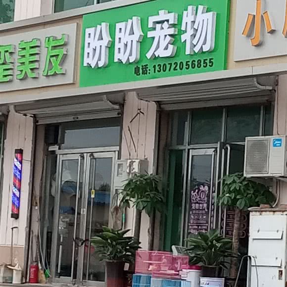 盼盼宠物狗:天津城区宝坻区宝坻区附近