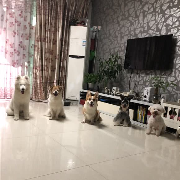 LYF寄养训犬工作室:深圳市龙华区民治附近