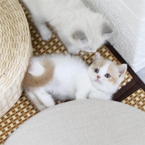 MIQQ猫咪生活馆:深圳市龙华区民治附近