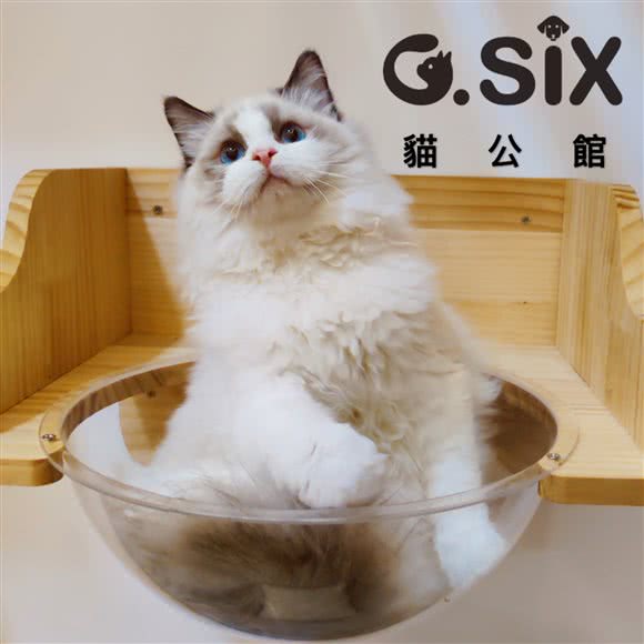 G.SIX貓公館:深圳市龙华区民治附近