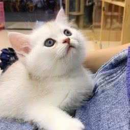 恋猫阁:深圳市龙华区民治附近