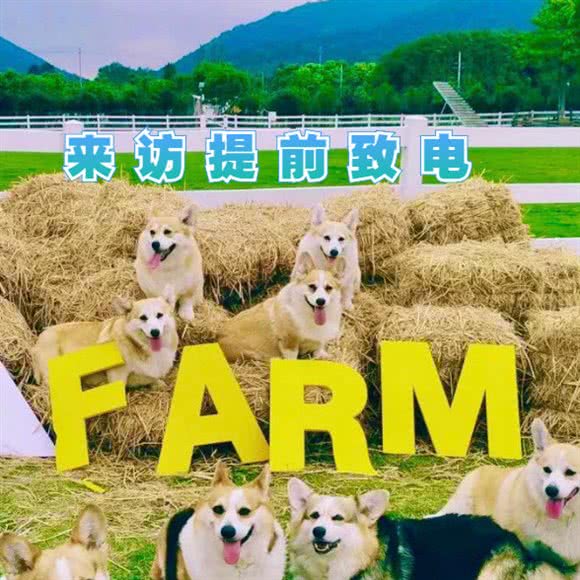 精灵猫舍犬舍:深圳市龙华区民治附近