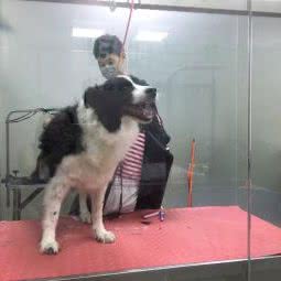 好好宠物医院(世纪春城分店):深圳市龙华区民治附近