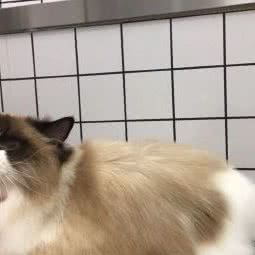 萌兽星球萌宠馆:深圳市龙华区龙华附近