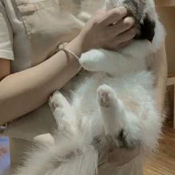 城市尾巴宠物店:深圳市龙华区龙华附近