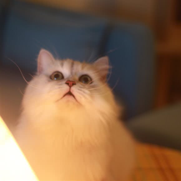 维爱猫馆:深圳市龙华区龙华附近