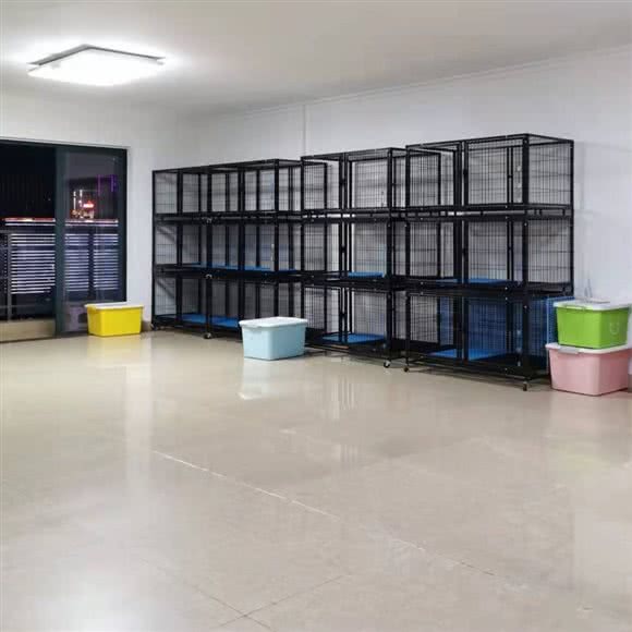 猫管家 · 宠物猫咪寄养中心:深圳市龙华区龙华附近