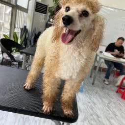 掌度宠物美容:深圳市龙华区龙华附近