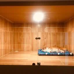 哆来咪宠物:深圳市龙华区龙华附近