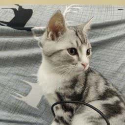 爱田宠物生活馆(龙华店):深圳市龙华区龙华附近